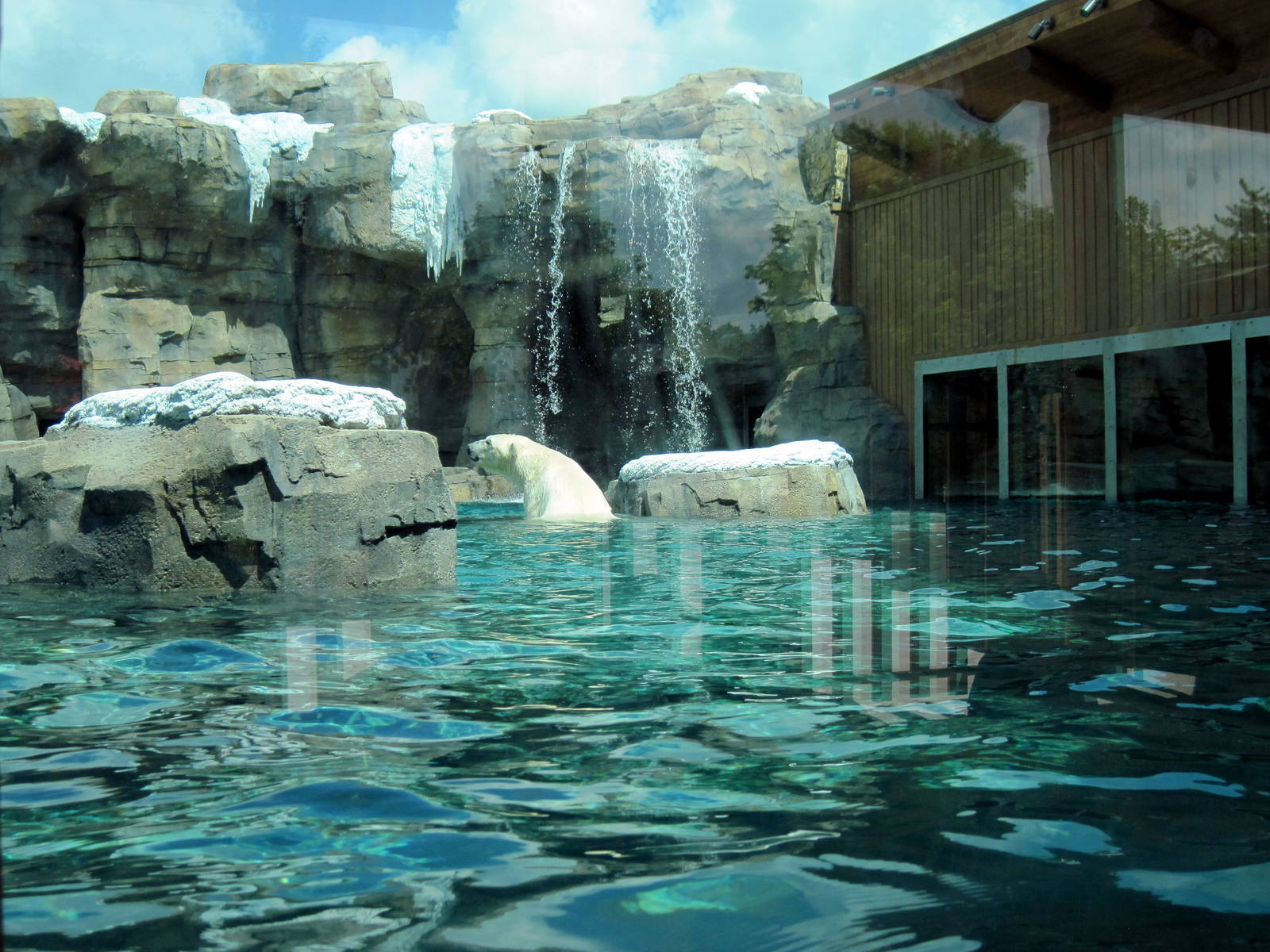 Polar Bear Passage-Polar Bear