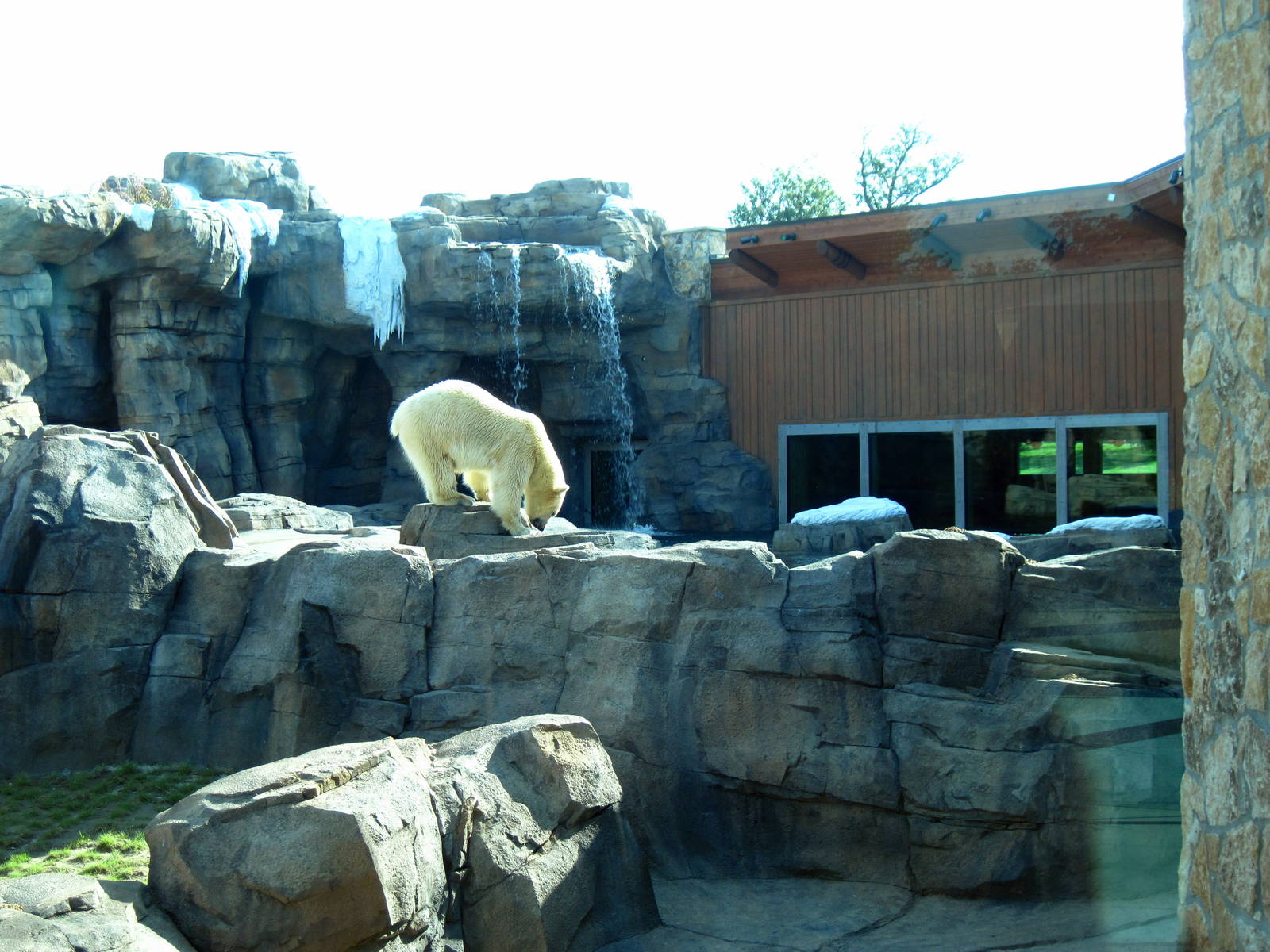 Polar Bear Passage-Polar Bear