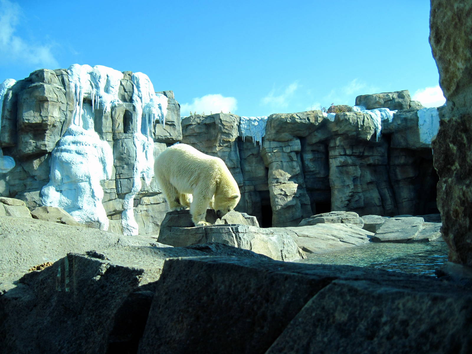 Polar Bear Passage-Polar Bear