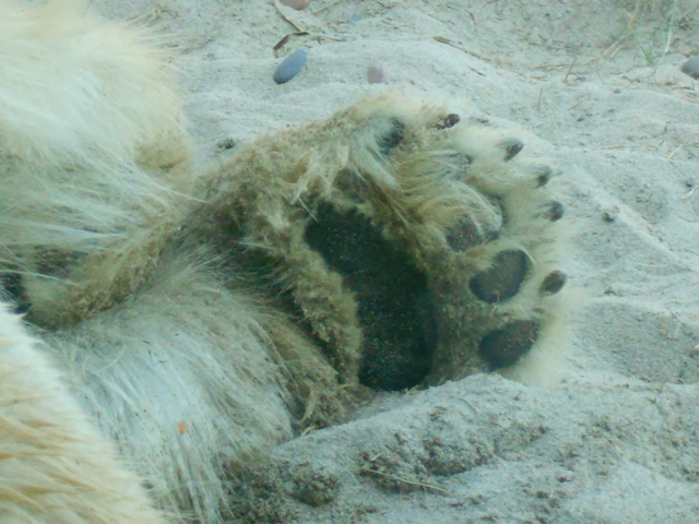 Polar bear paw of doom