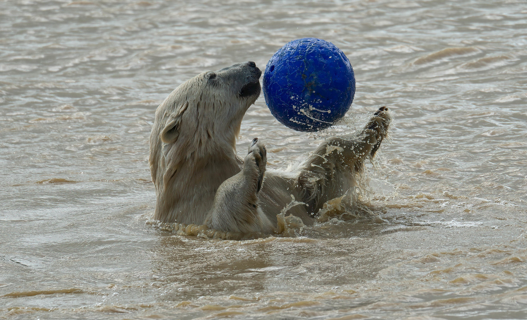 Polar Bear, Peak Wildlife Park, UK