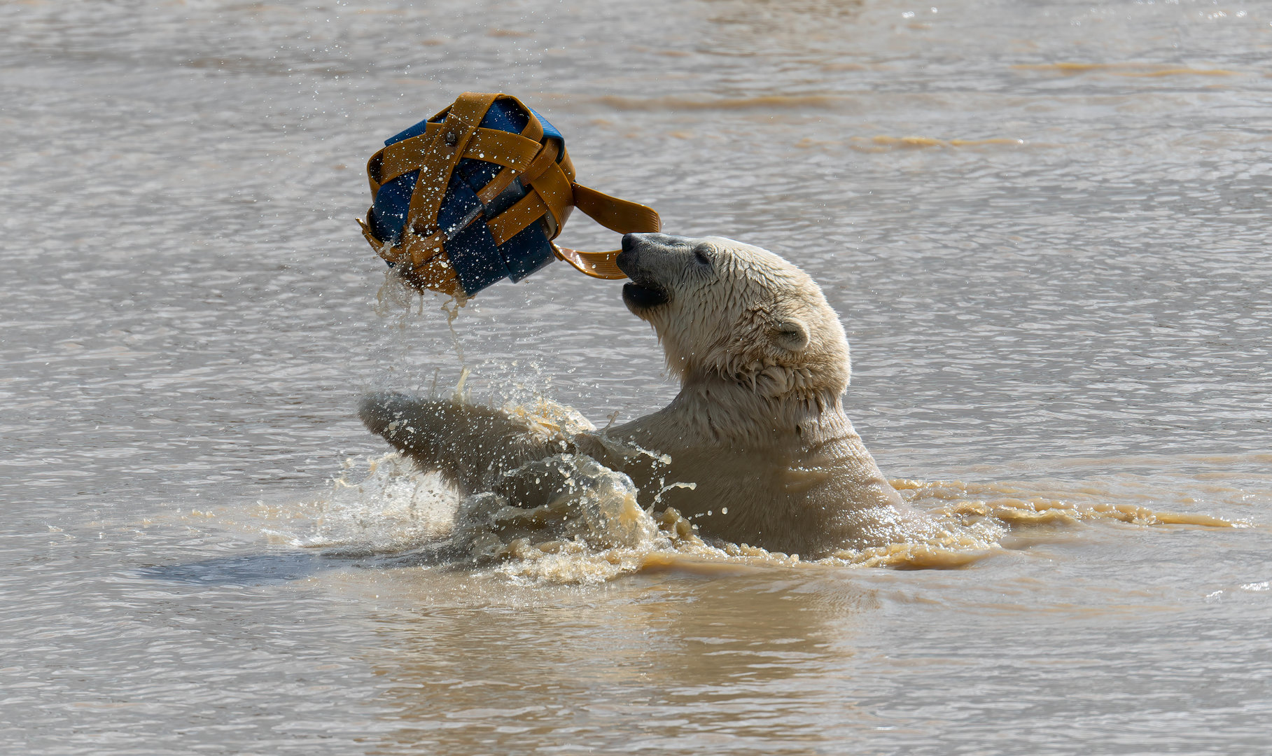 Polar Bear, Peak Wildlife Park, UK