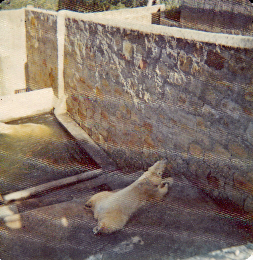 Polar Bear pit - 1975