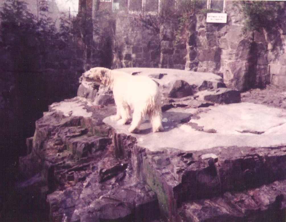 Polar Bear Pit Edinburgh Zoo