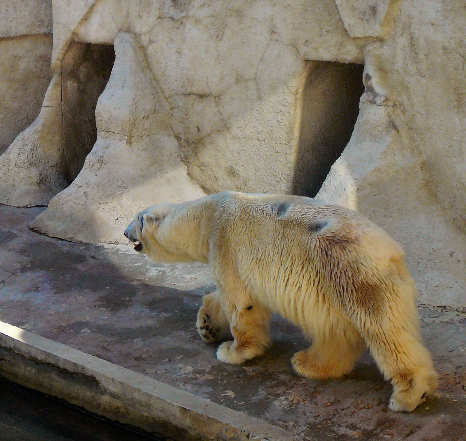 Polar bear pit, Riga Zoo