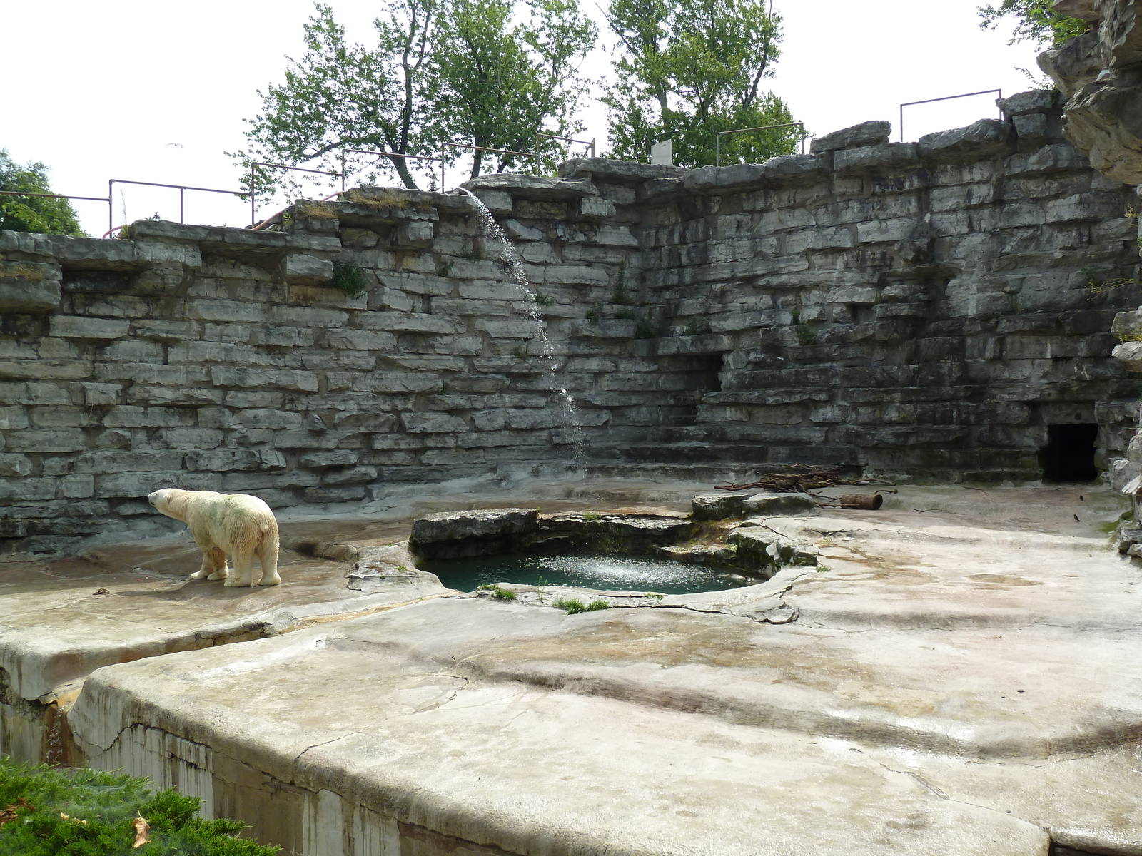 Polar Bear Pit