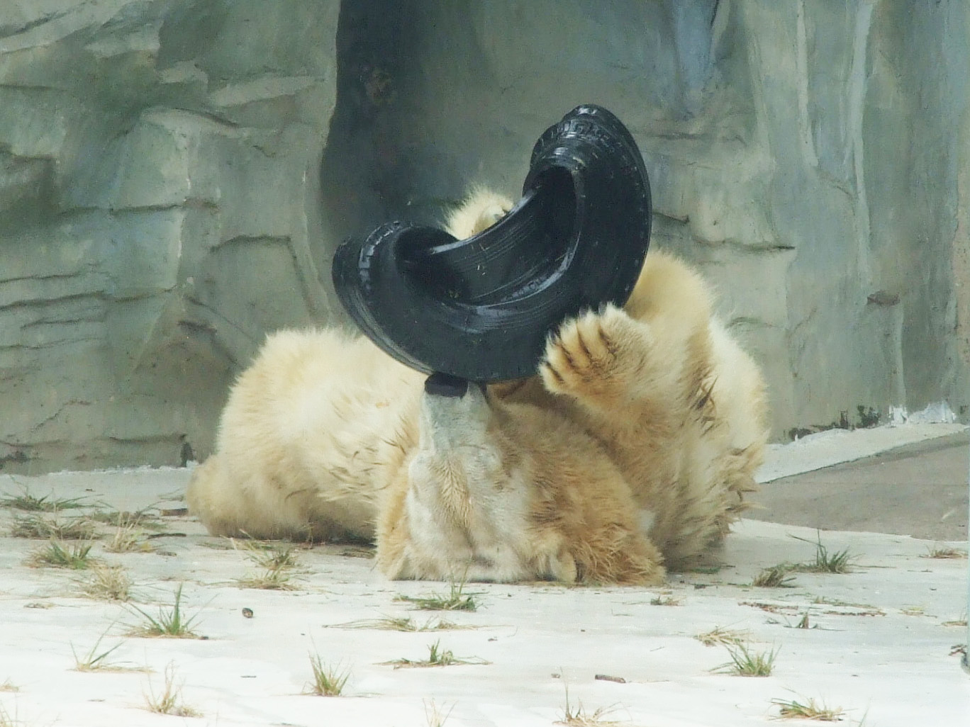 Polar Bear playing a tire