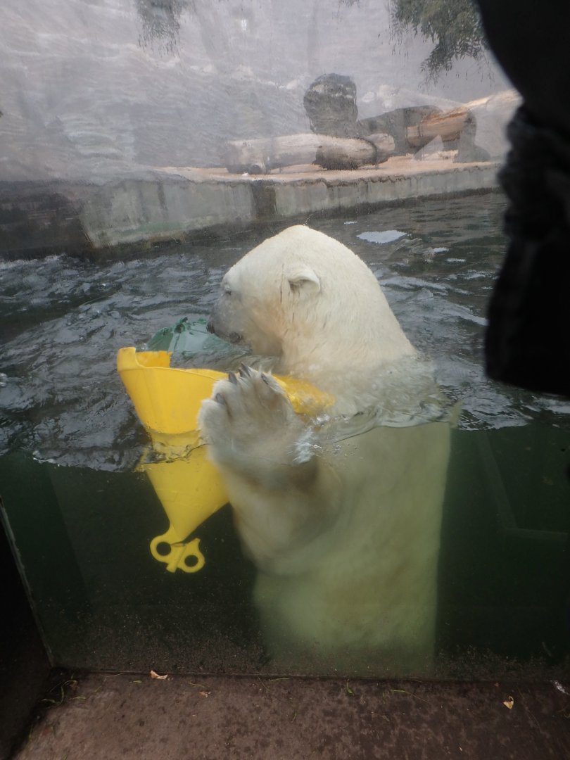Polar bear playing in the pool