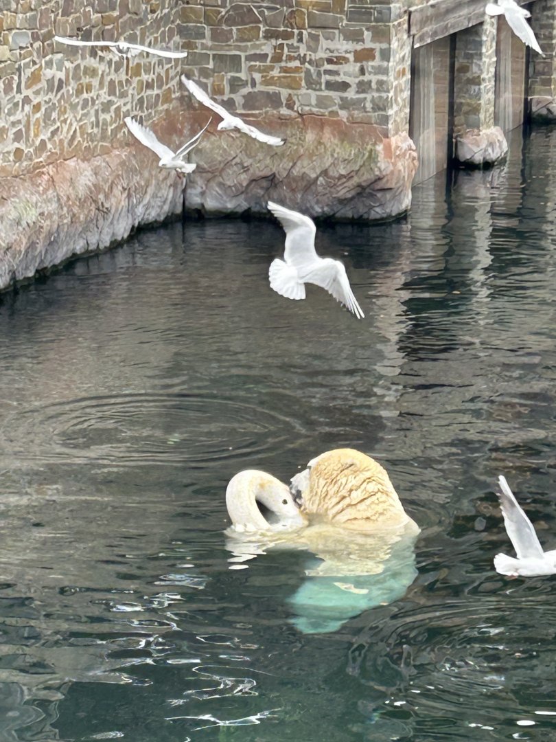 Polar bear playing in the water