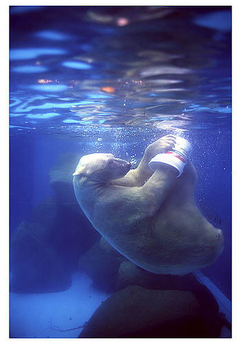 Polar Bear playing with a 'Toy'