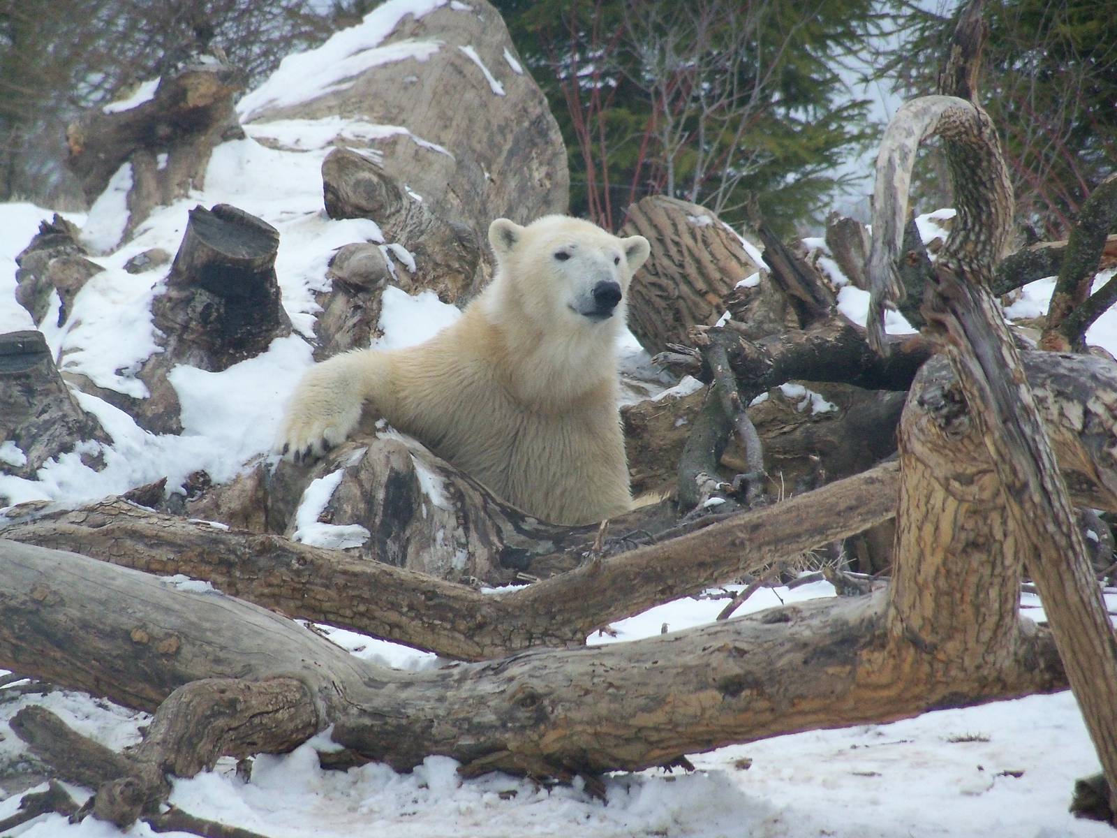 Polar Bear playing with deadfall