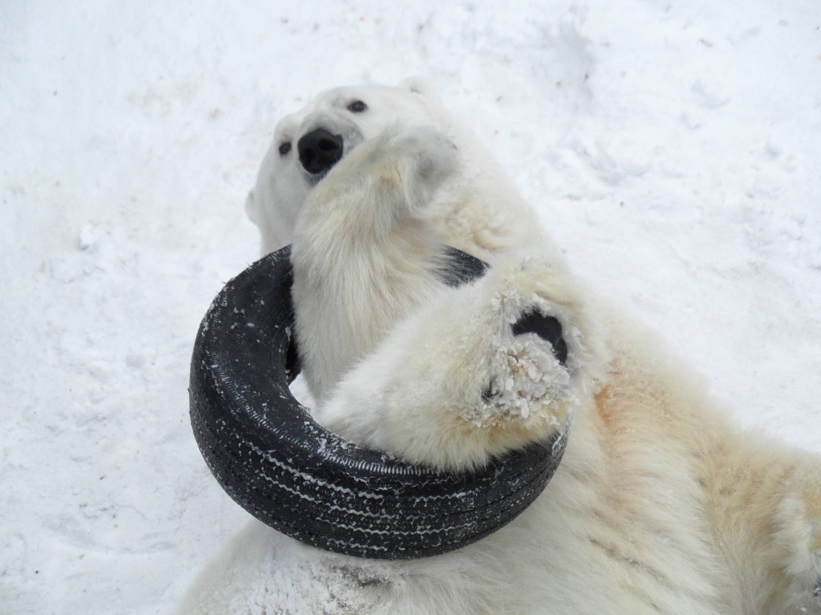 Polar bear playing with tyre