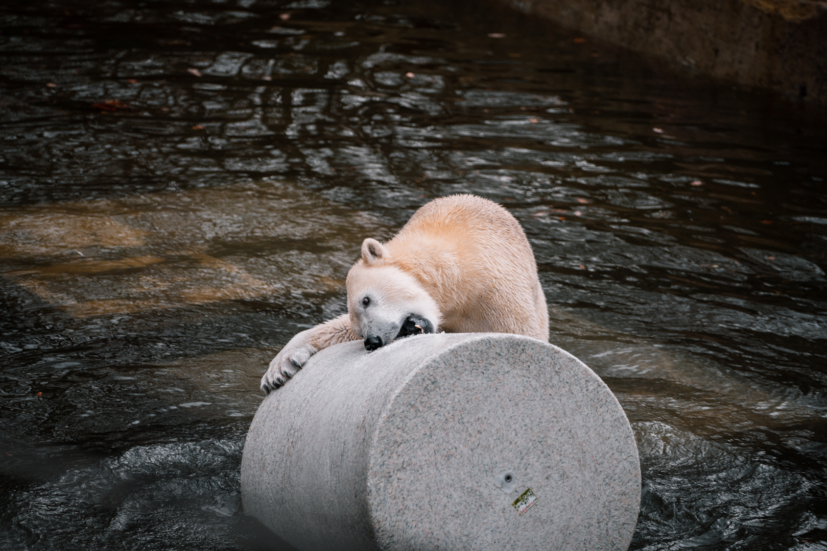 Polar Bear playing