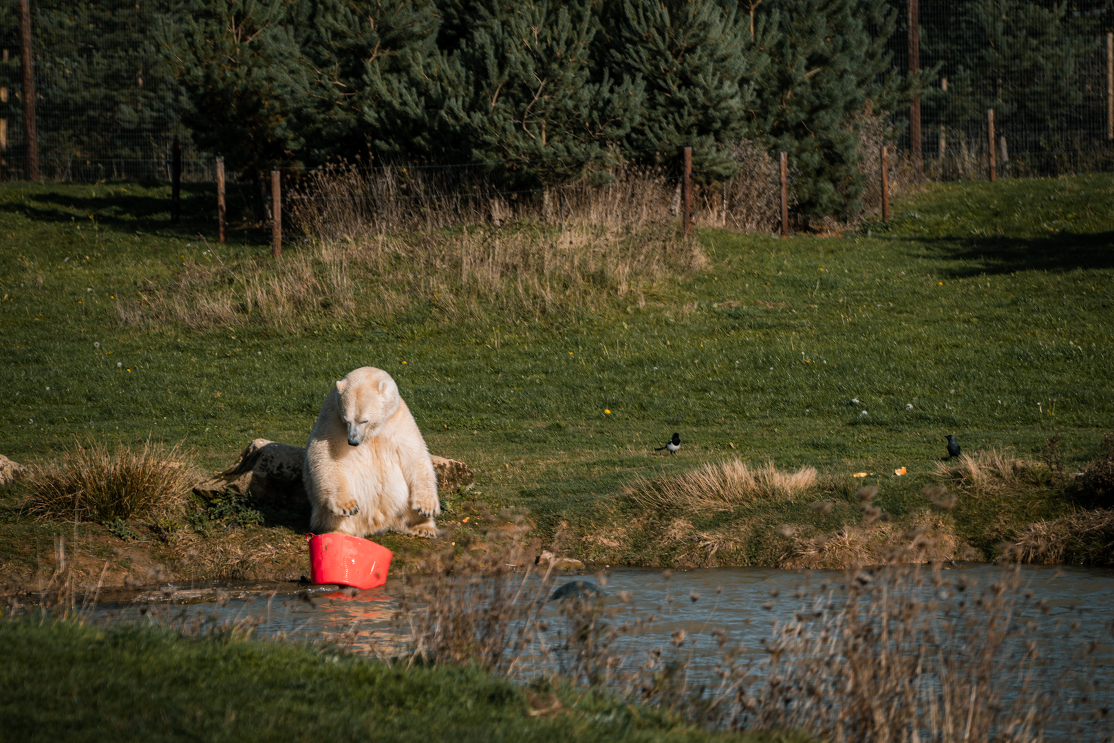 Polar Bear playing