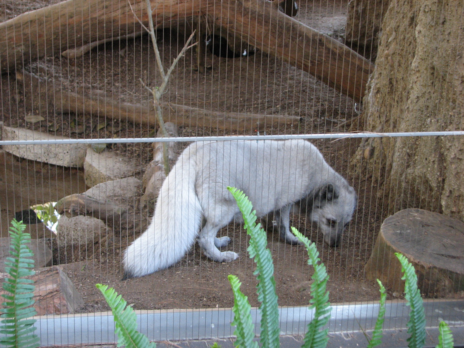 Polar Bear Plunge - Arctic Fox