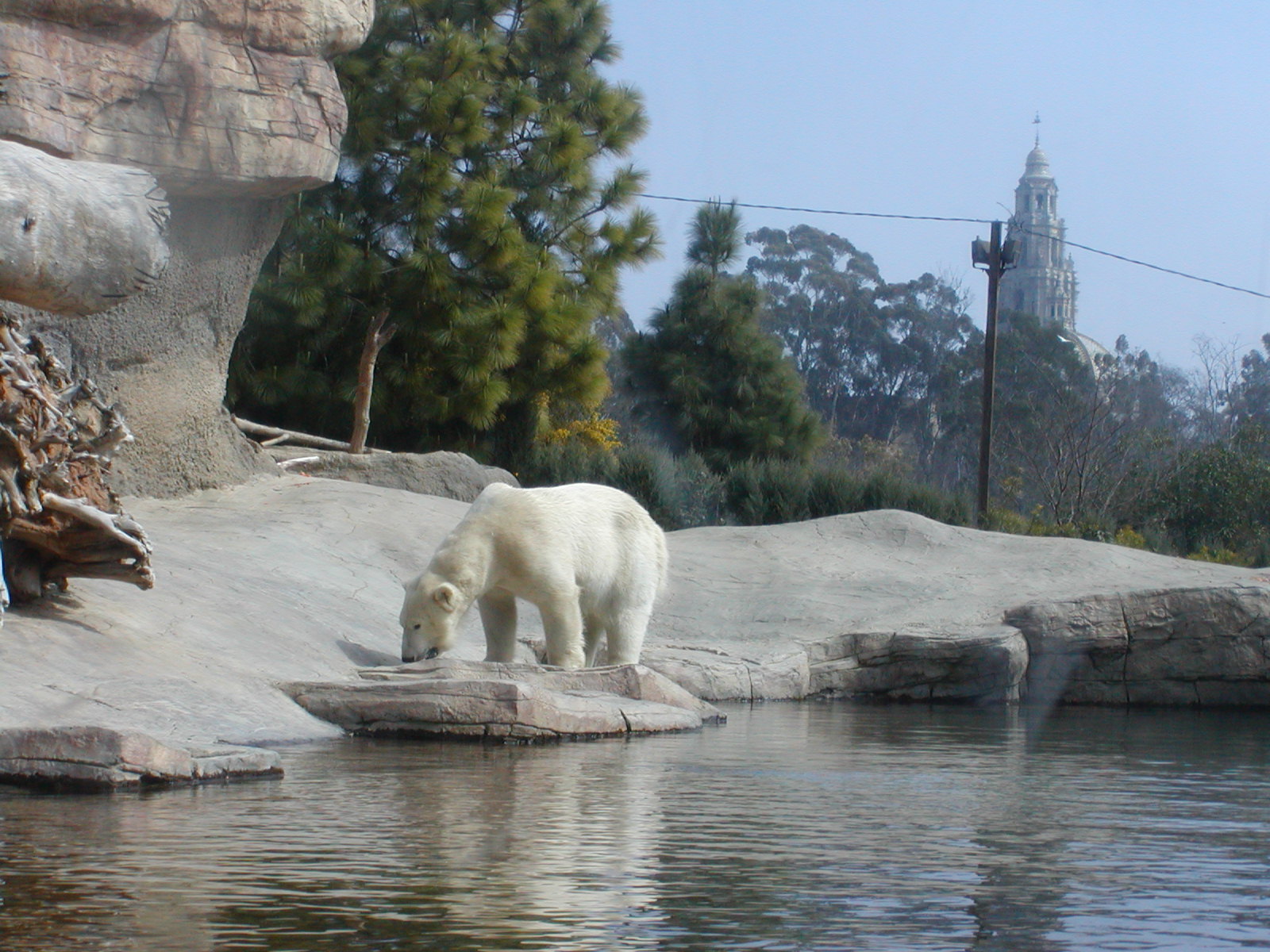 Polar Bear Plunge - Polar Bear