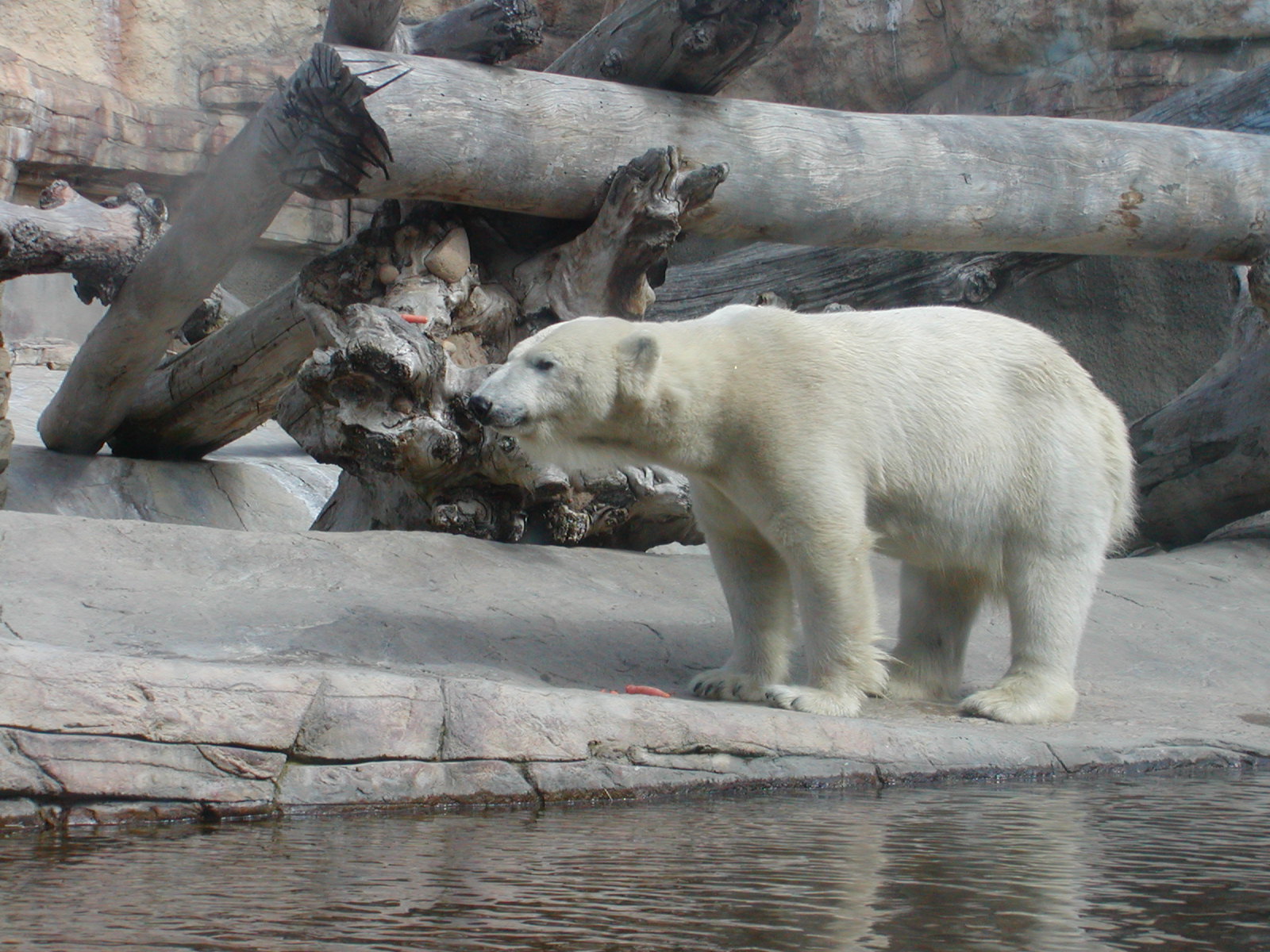 Polar Bear Plunge - Polar Bear