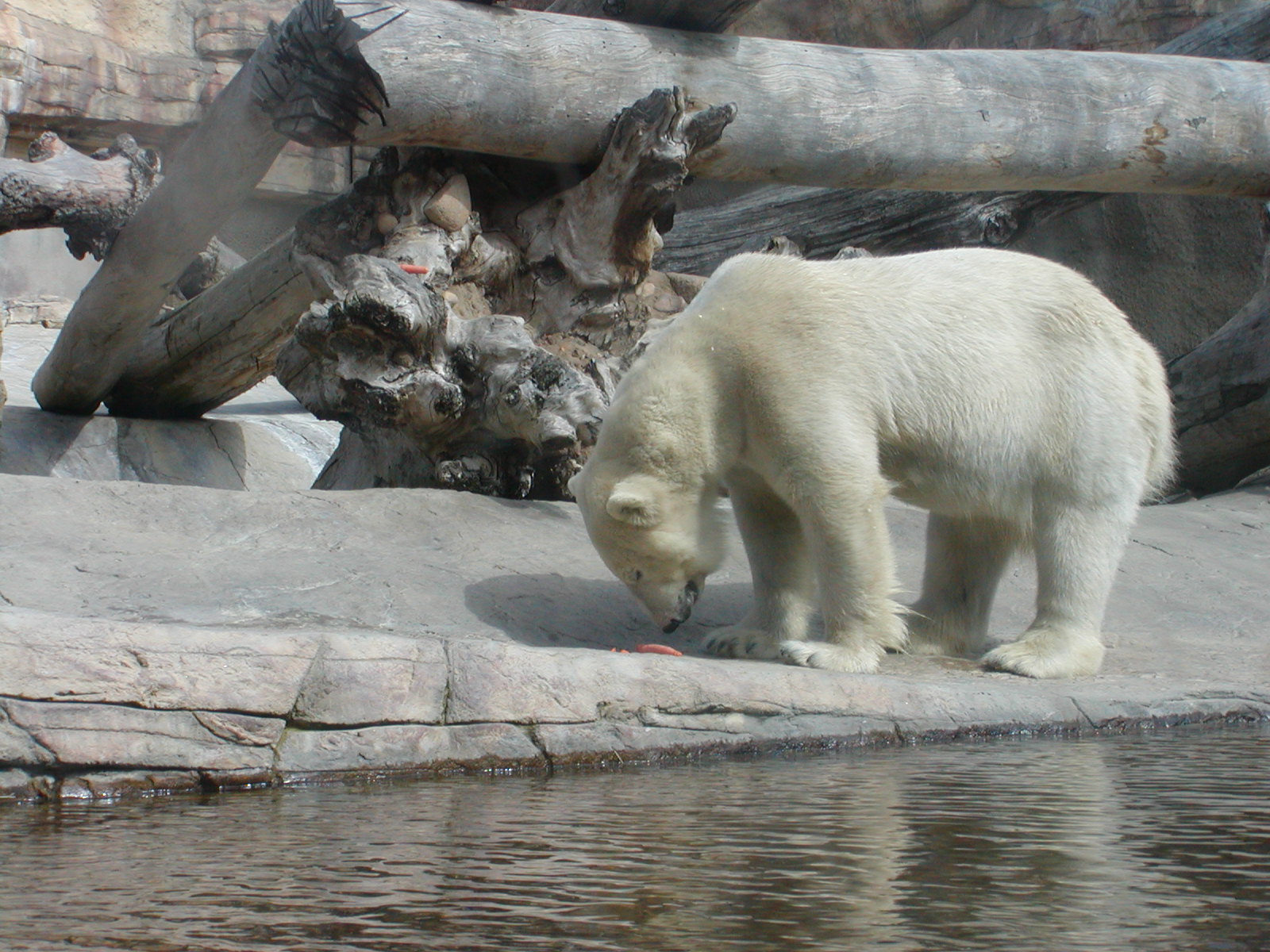 Polar Bear Plunge - Polar Bear