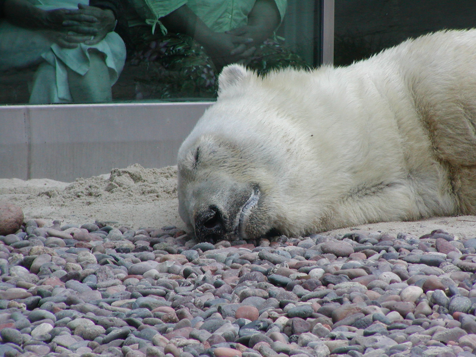 Polar Bear Plunge - Polar Bear