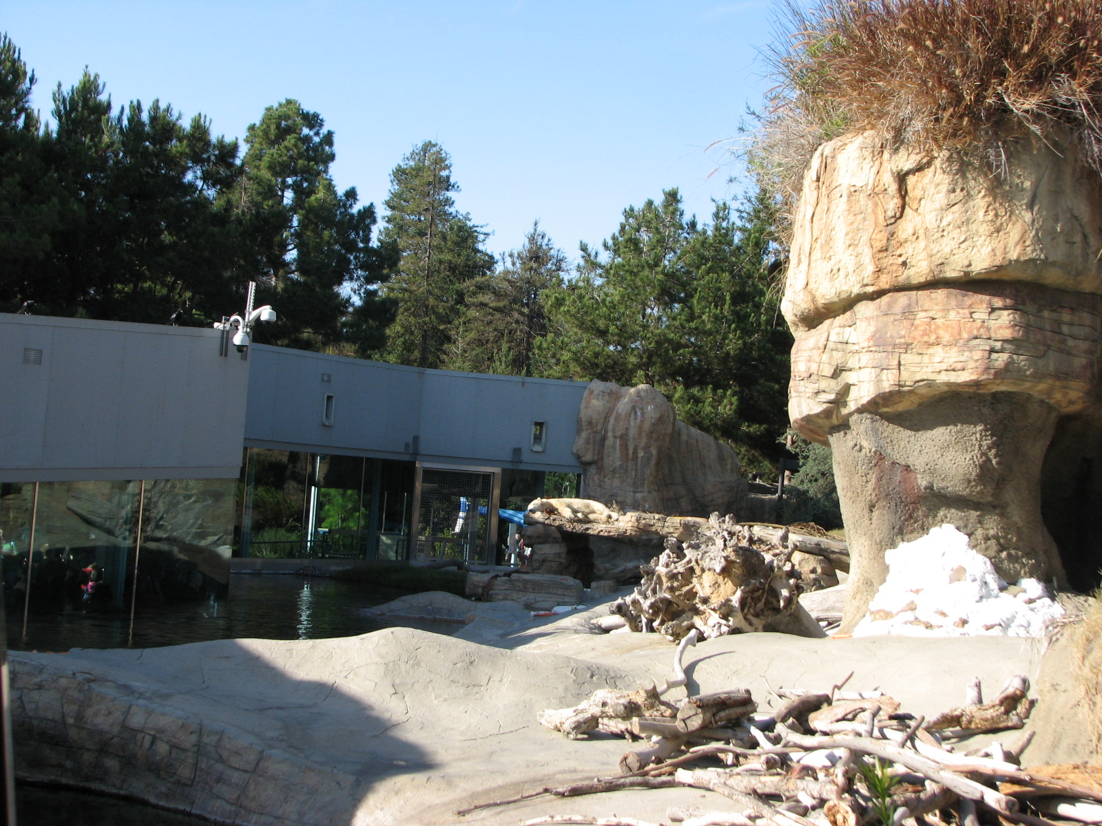 Polar Bear Plunge - Polar Bear