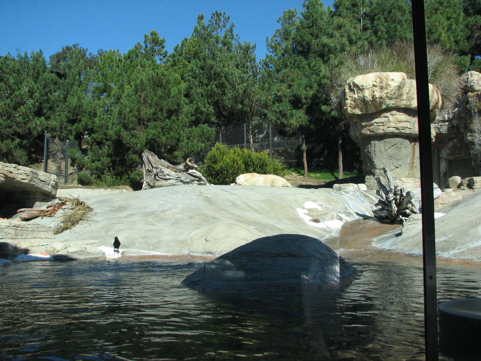 Polar Bear Plunge - Polar Bear