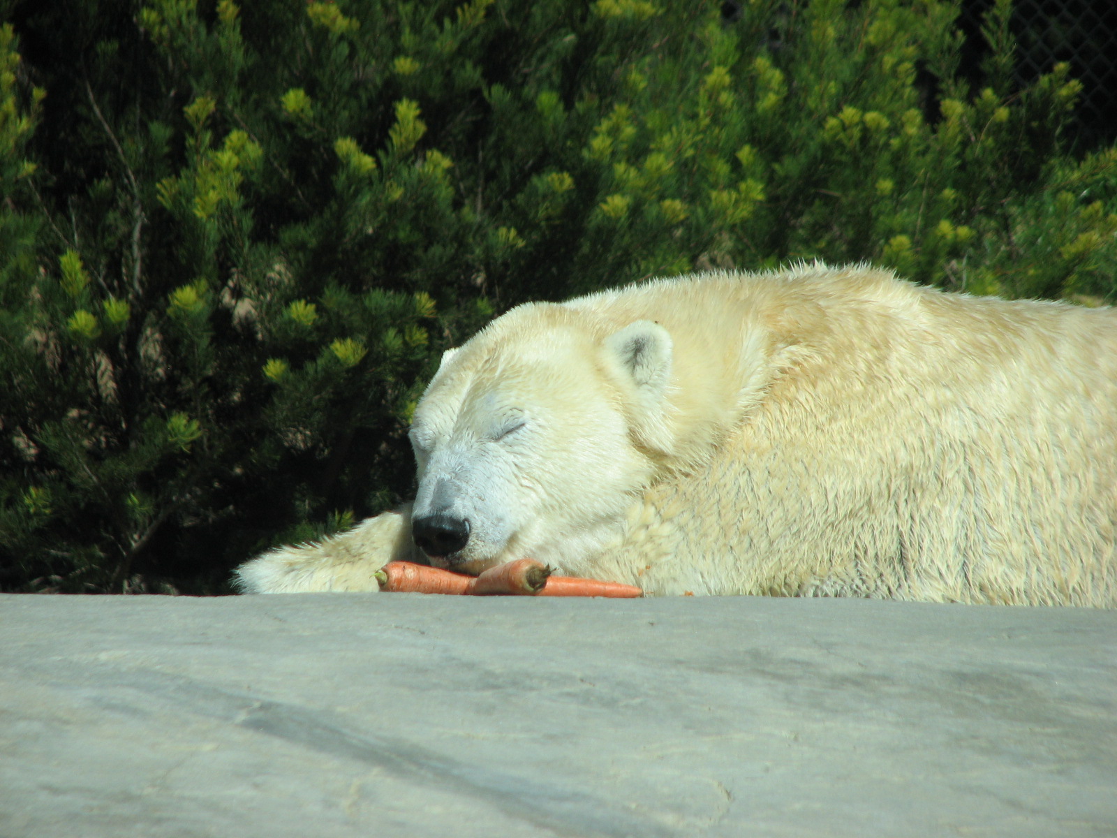 Polar Bear Plunge - Polar Bear