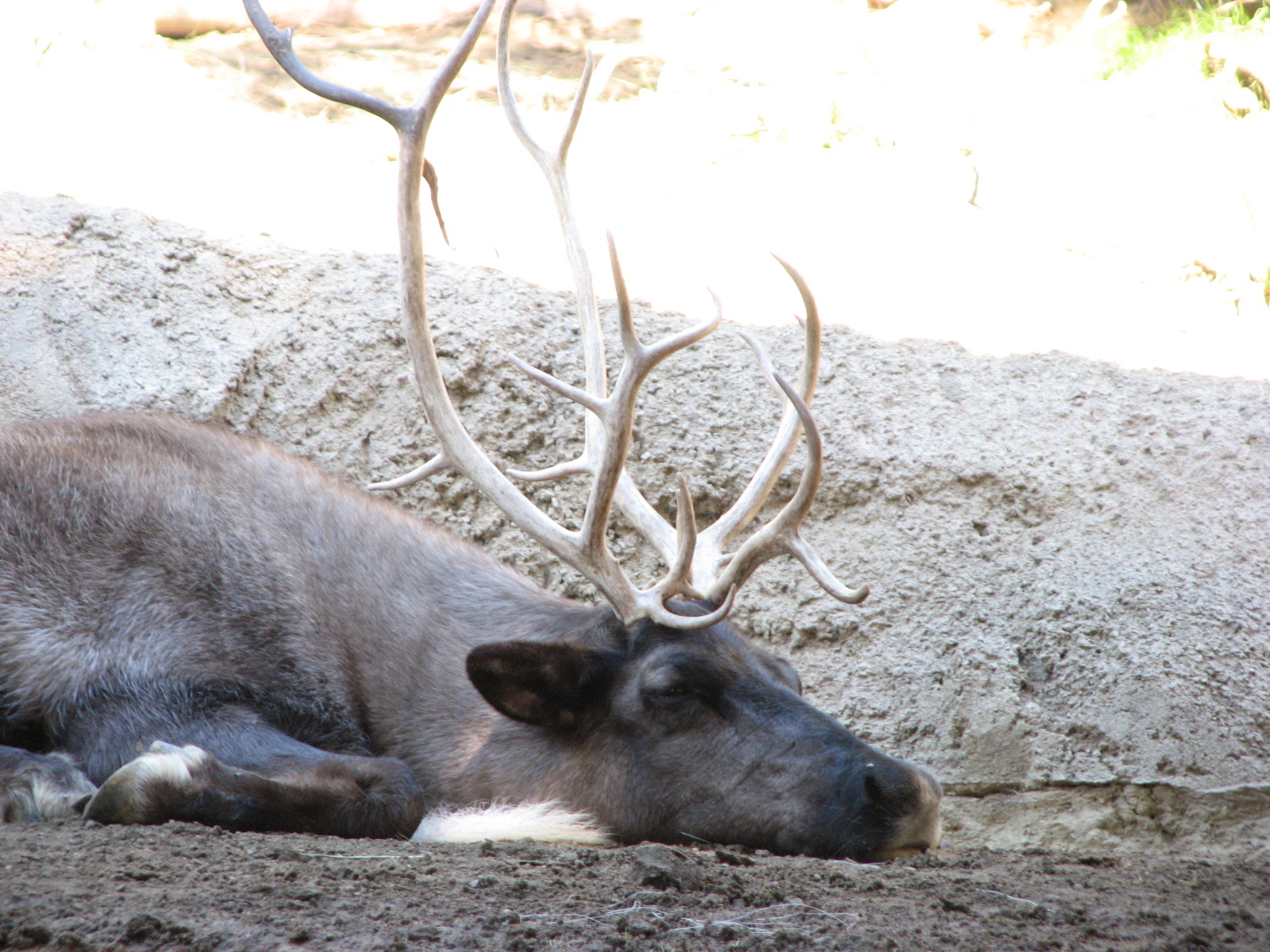 Polar Bear Plunge - Siberian Reindeer