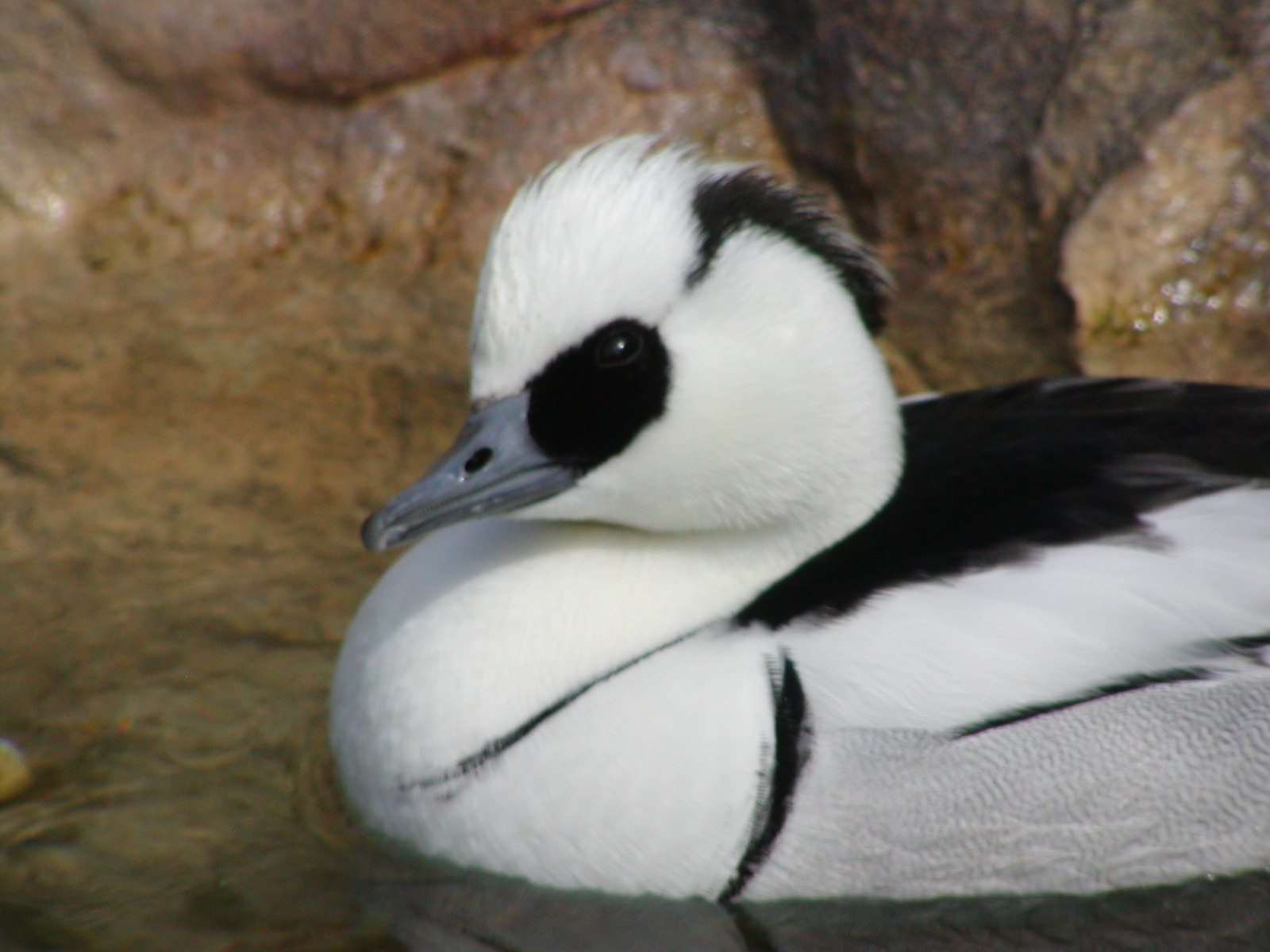 Polar Bear Plunge - Smew