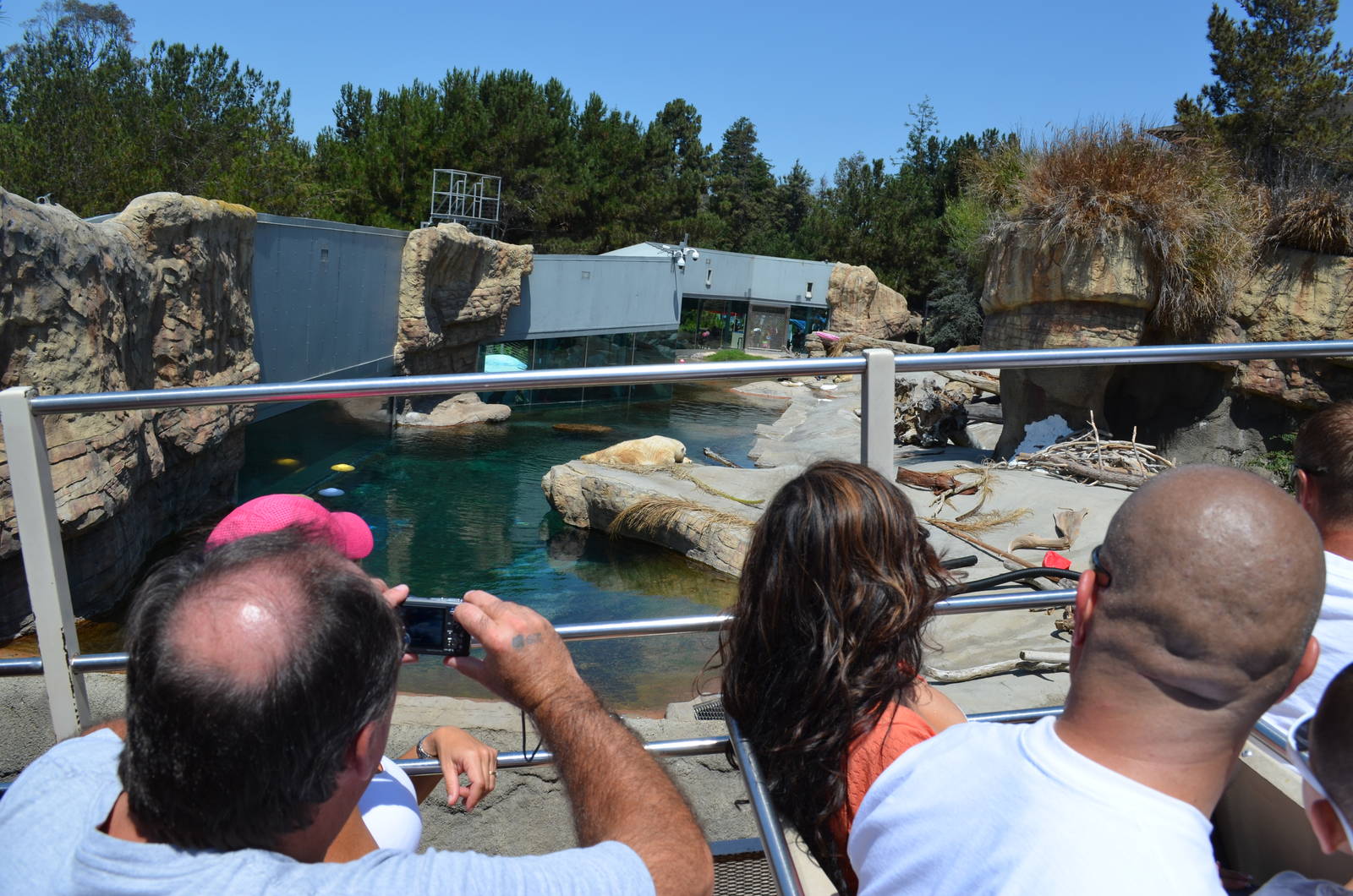 Polar Bear Plunge View From Upper Deck