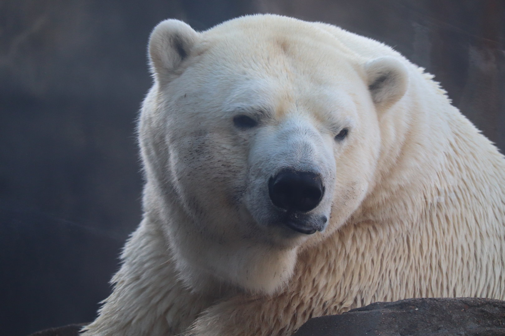 Polar Bear Point - Polar Bear - Kali