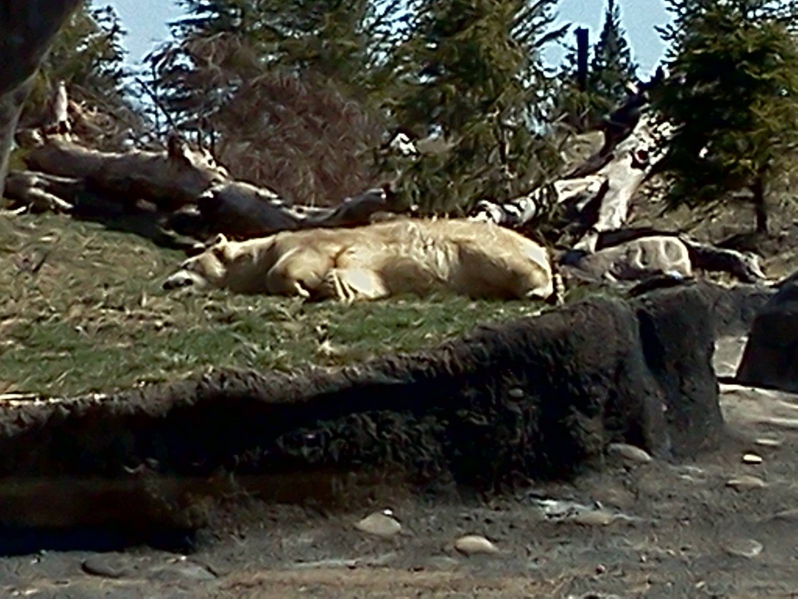 Polar Bear, Polar Frontier