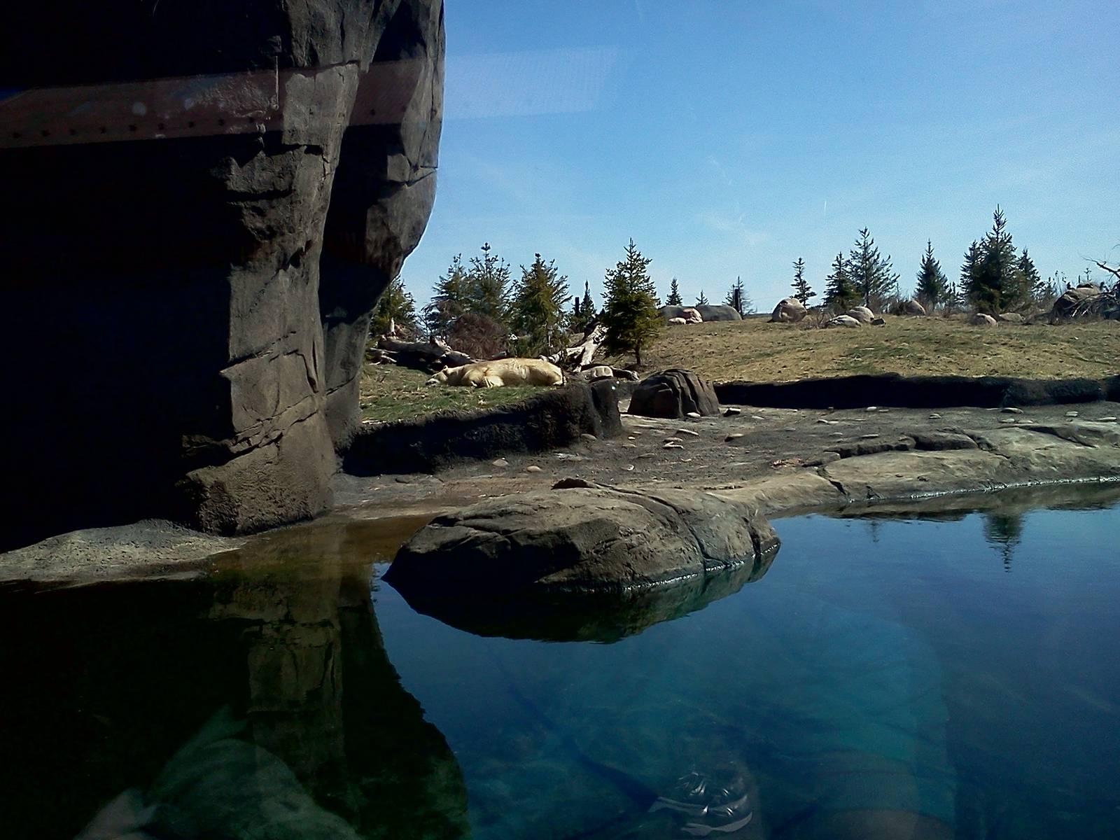 Polar Bear, Polar Frontier