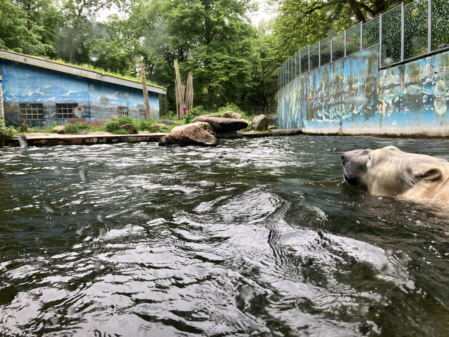 Polar bear pool and exhibit
