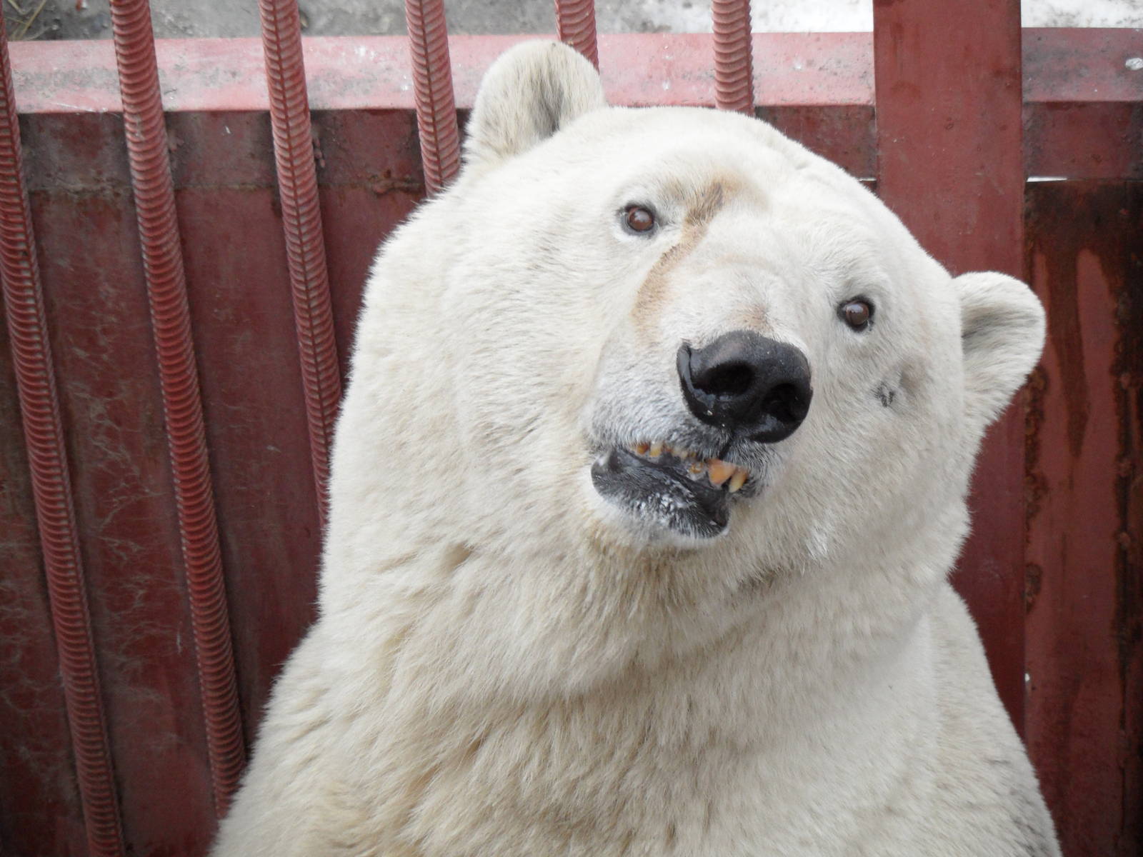 Polar bear portrait 2