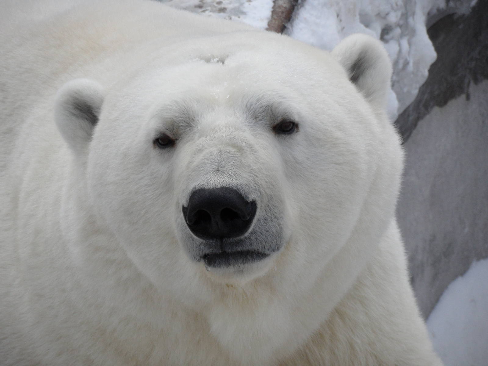 Polar bear portrait