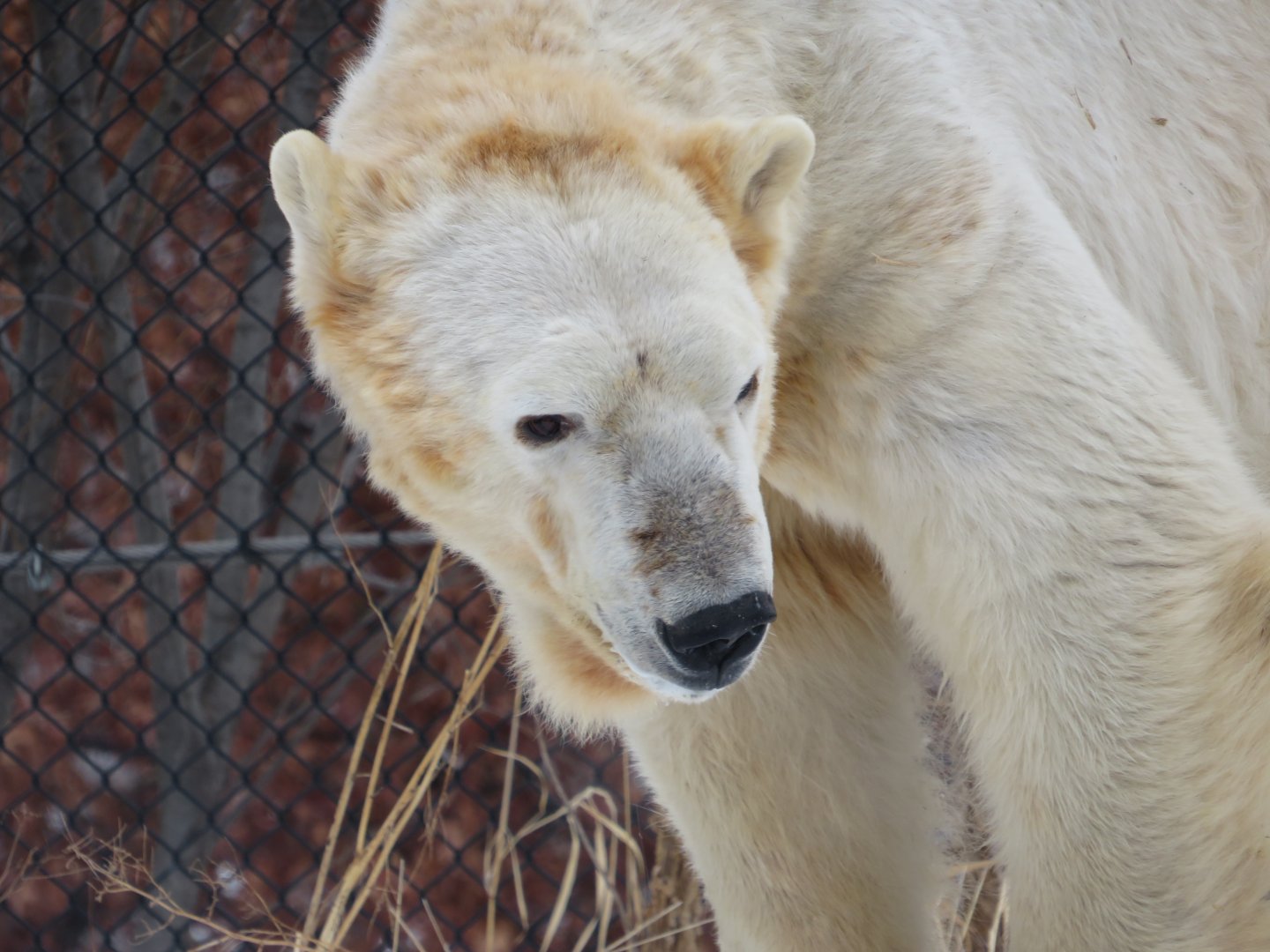 Polar Bear portrait.