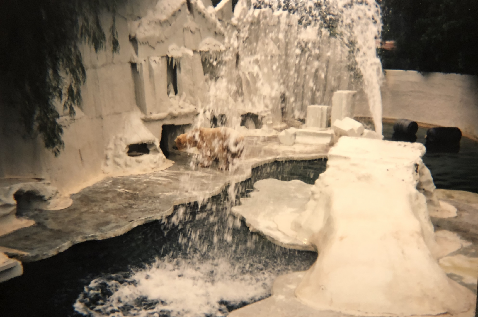 Polar Bear, possibly Ingrid, 1995