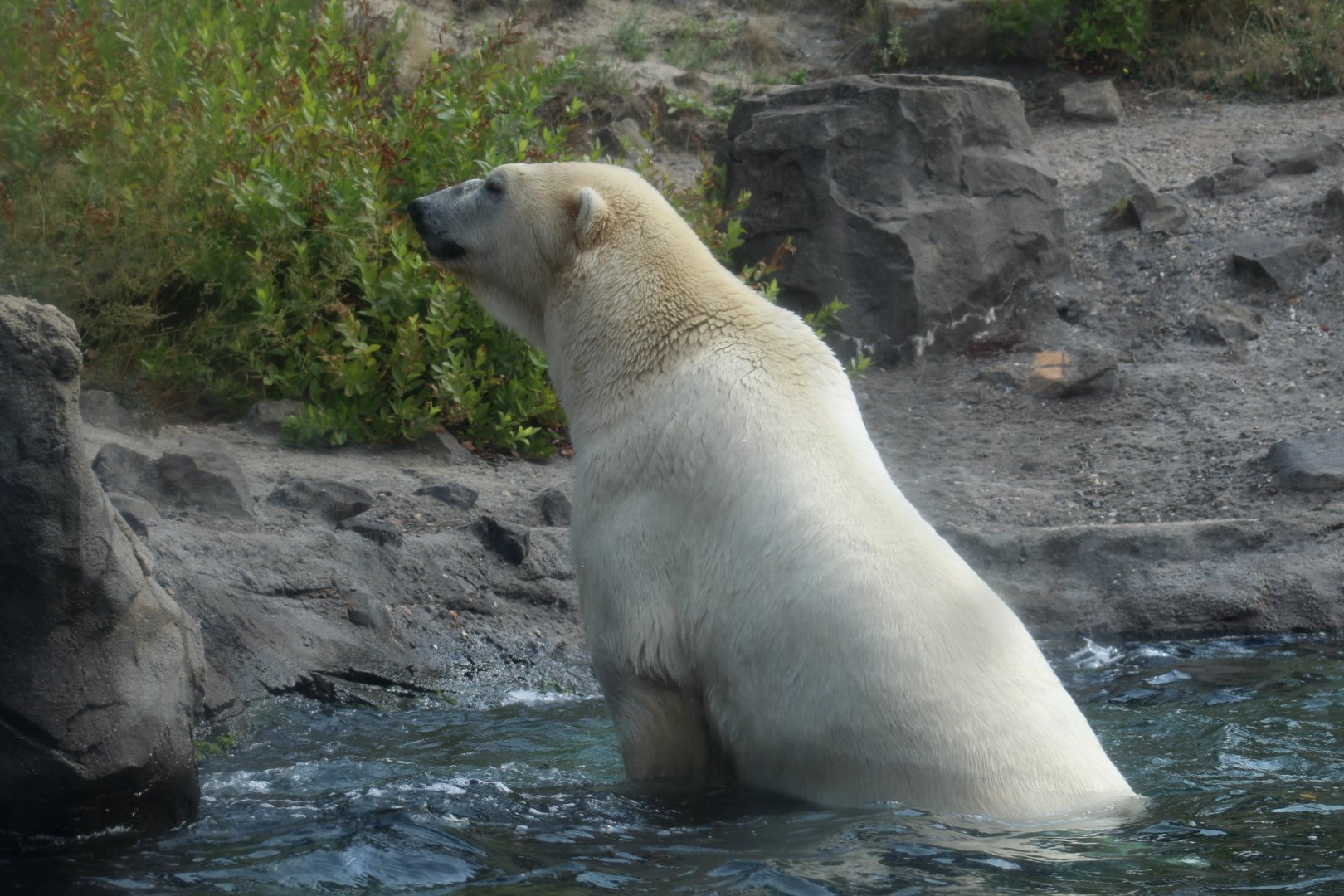 Polar Bear Post-Shake