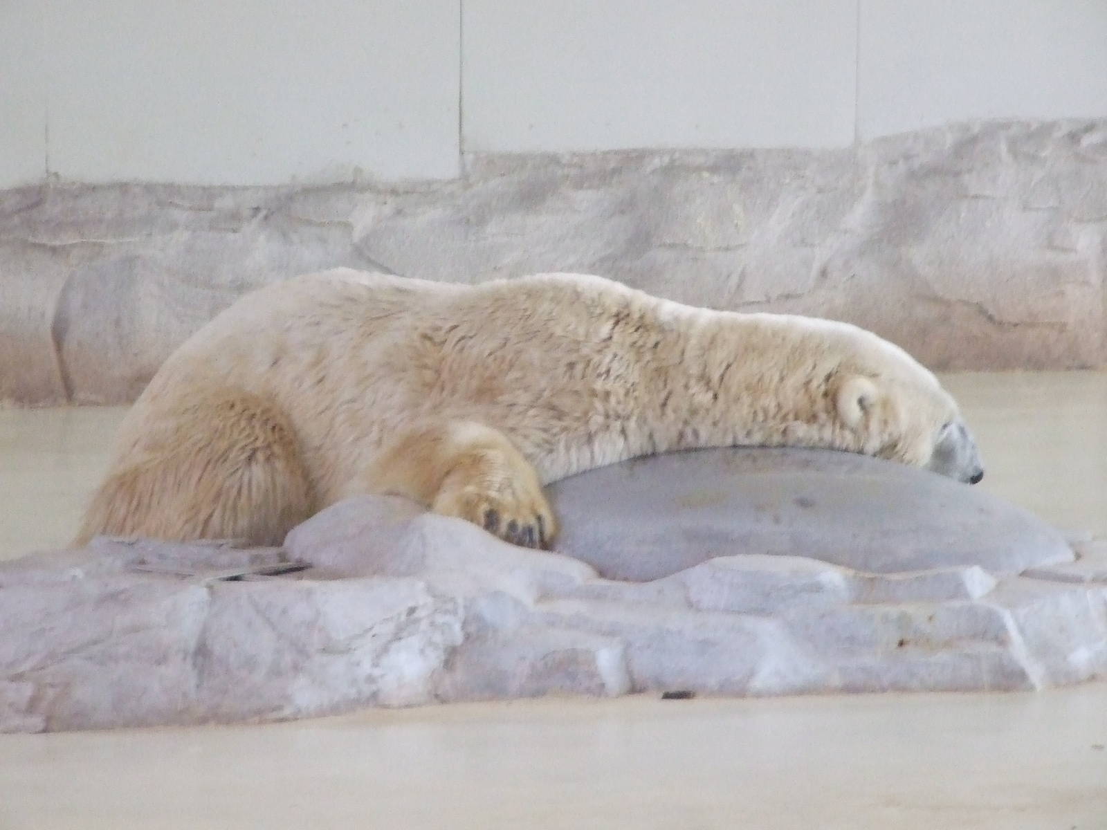 Polar bear refrigerator