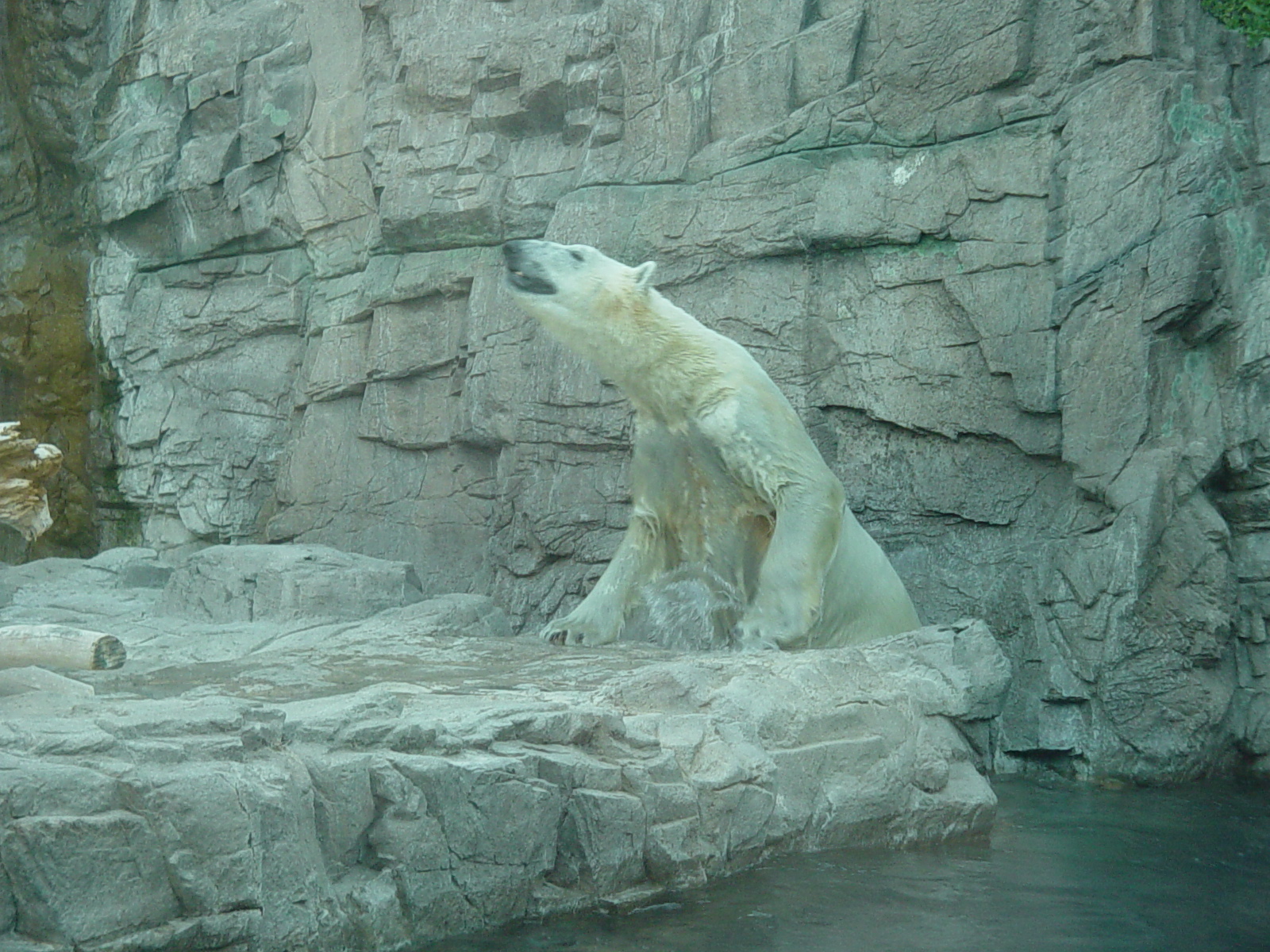 Polar Bear - Reid Park Zoo