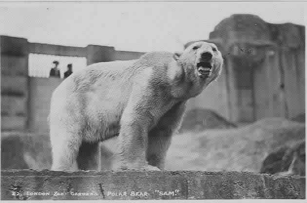 Polar Bear (Sam) at London Zoo- Mappin Terraces