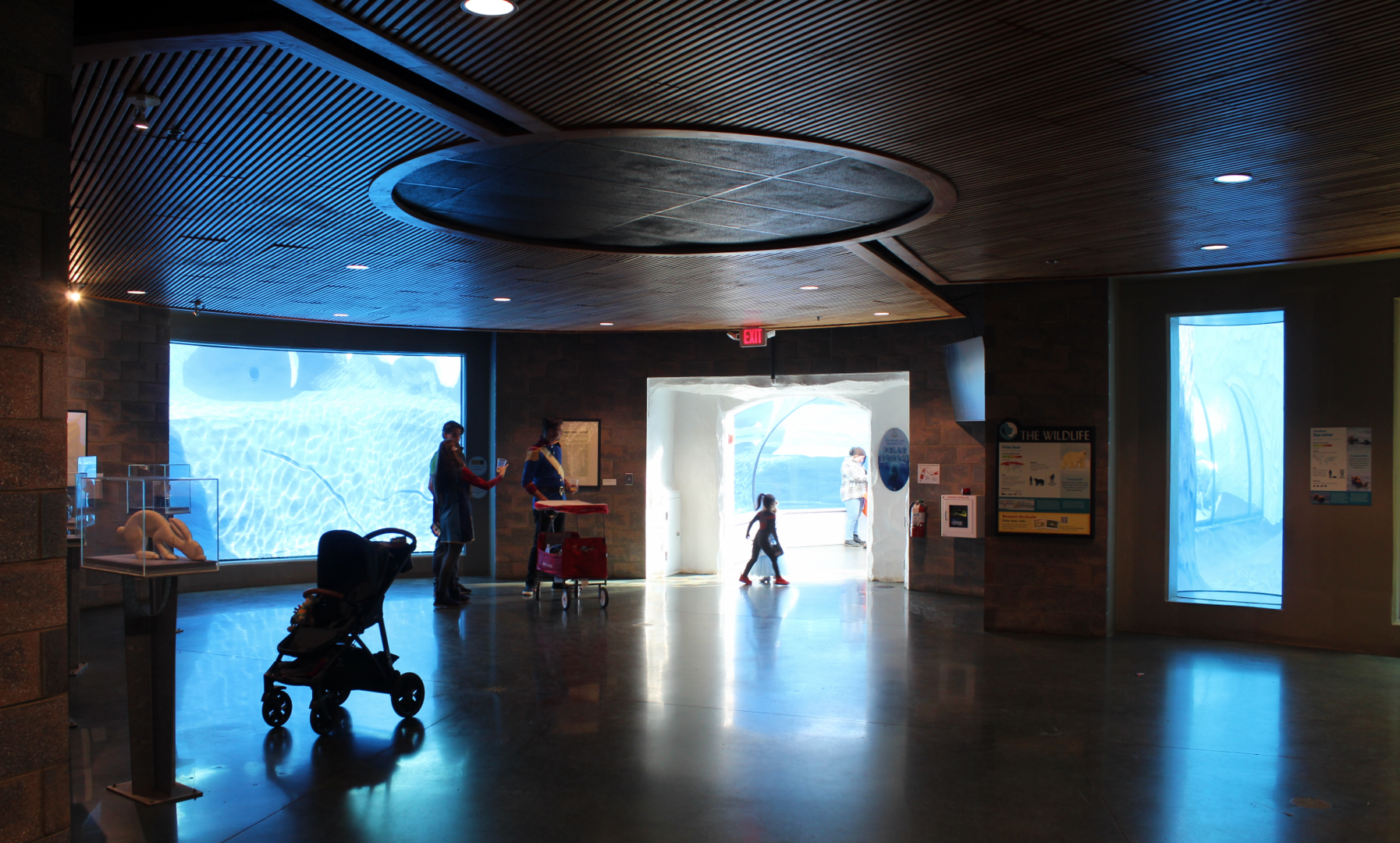 Polar Bear & Sea Otter Underwater Viewing  - Arctic Ring of Life