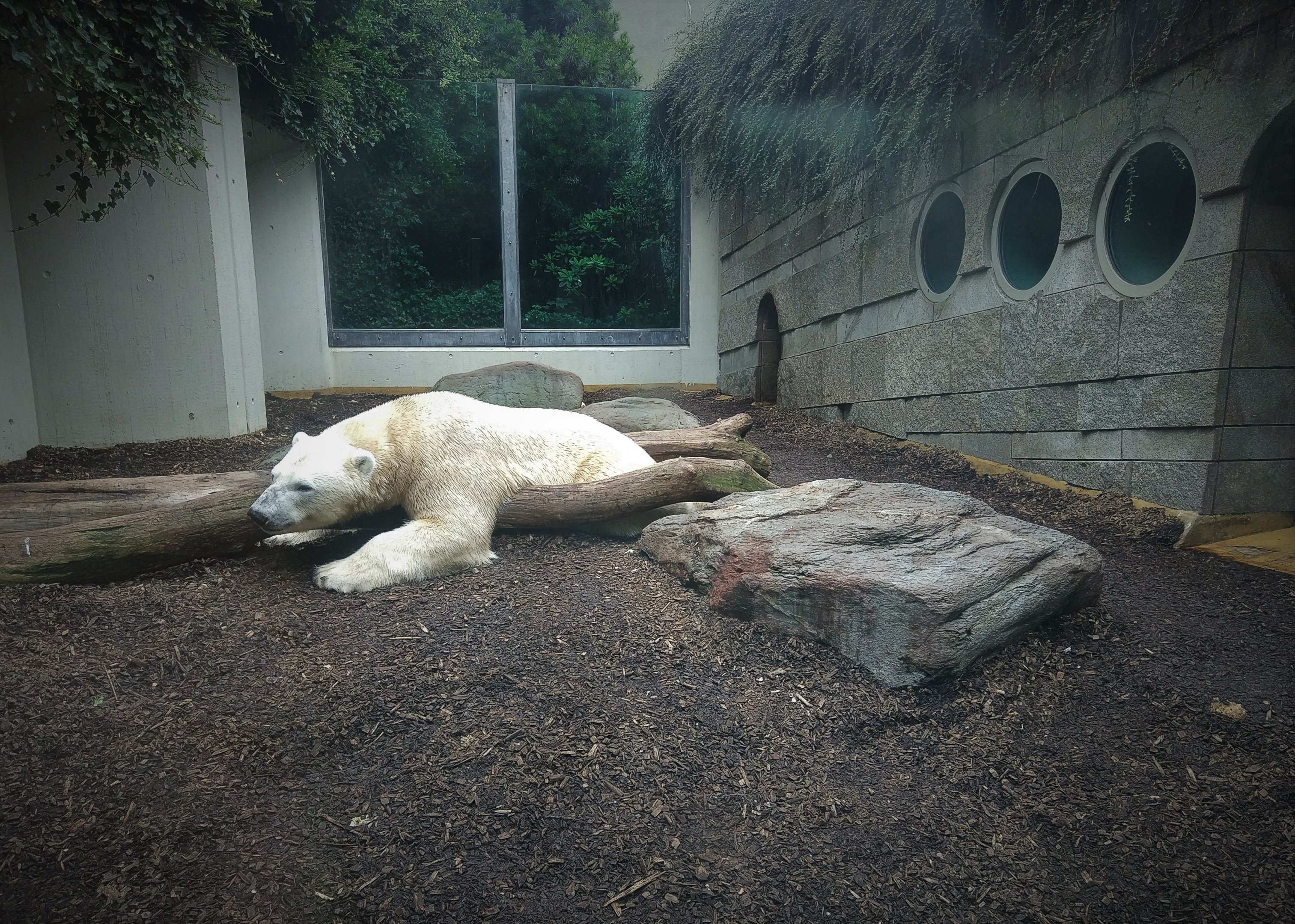Polar Bear Separation Enclosure