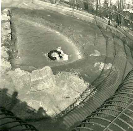 Polar Bear, September 1951