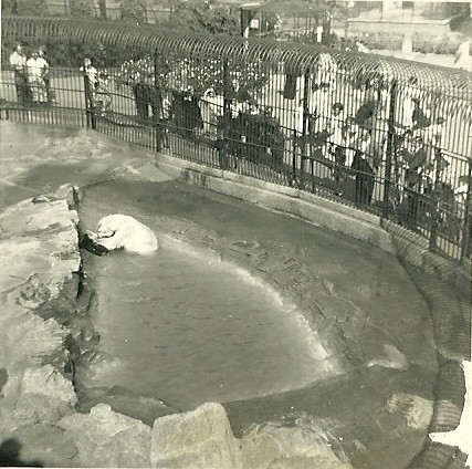 Polar Bear, September 1951