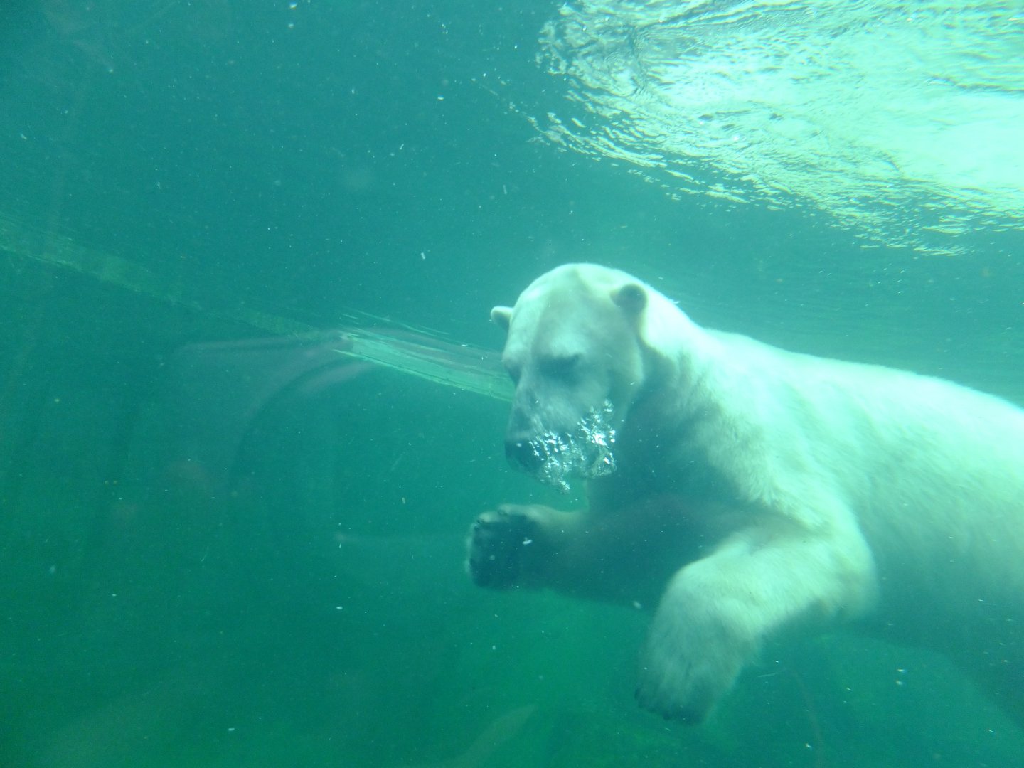Polar bear Seriy under water 1.