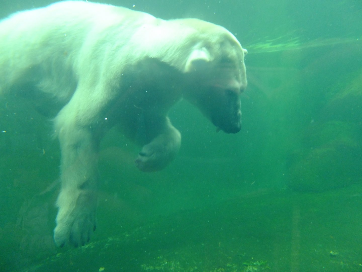 Polar bear Seriy under water 2.