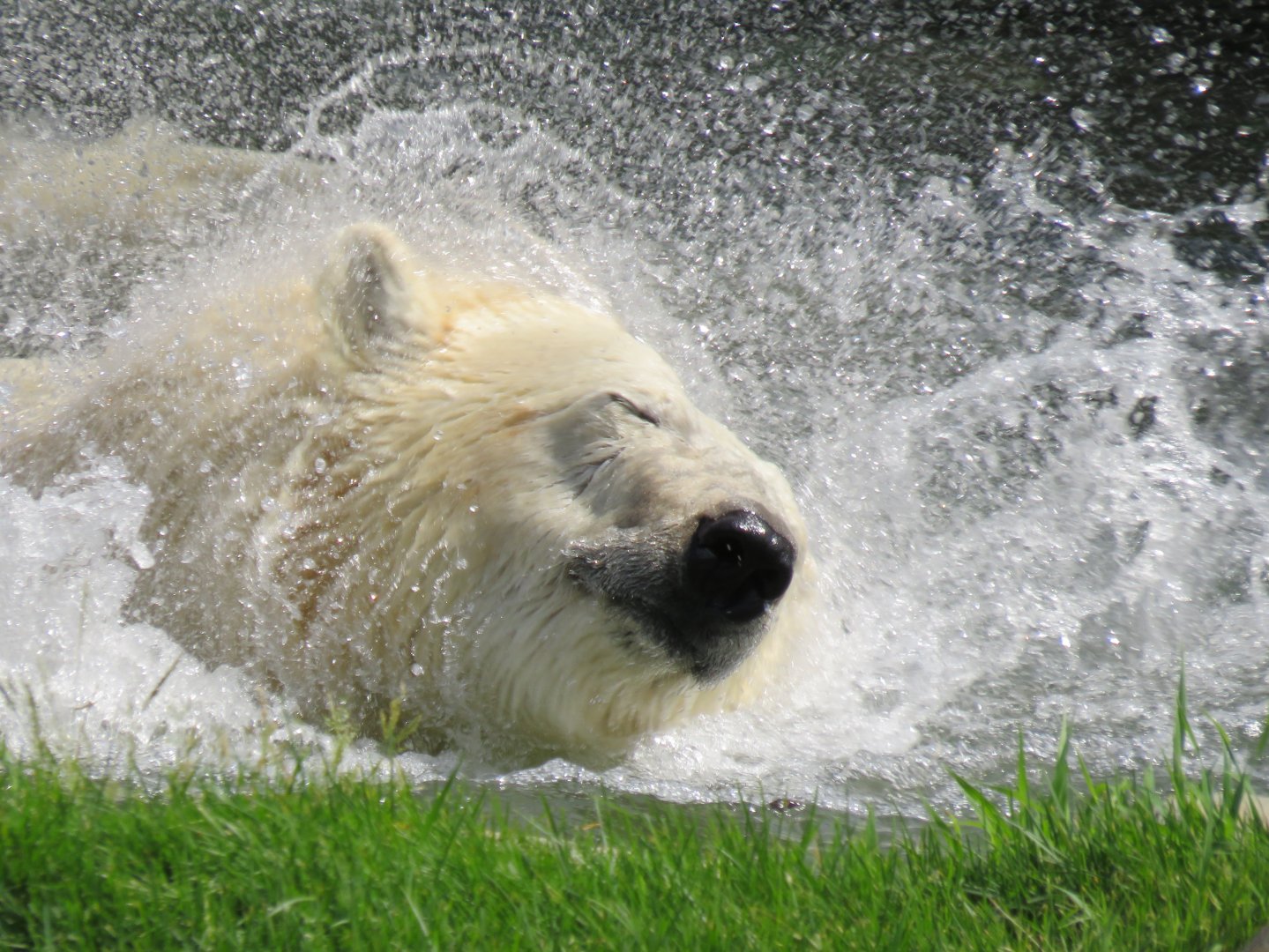 Polar bear shaking off water