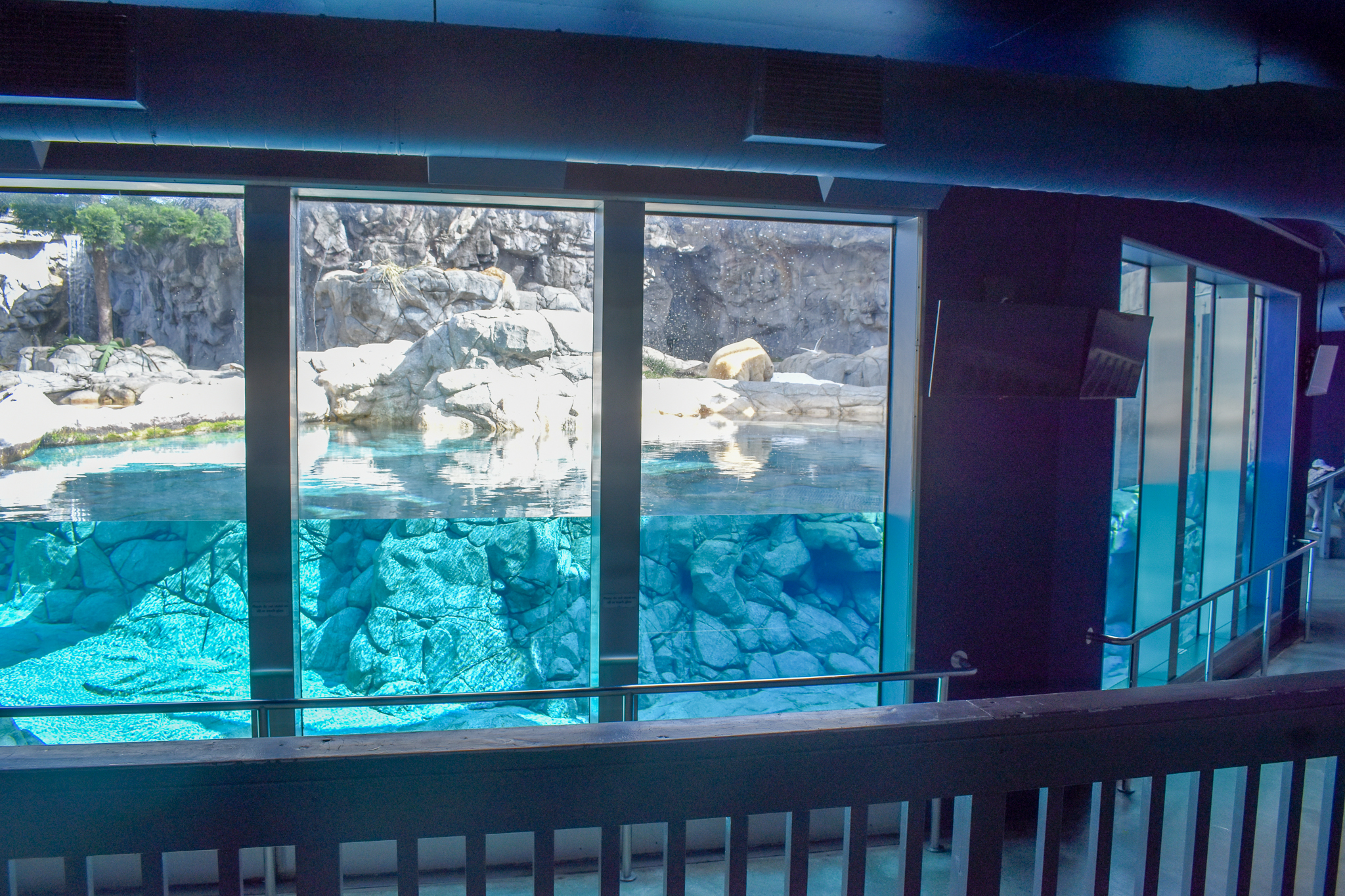 Polar Bear Shores - underwater viewing