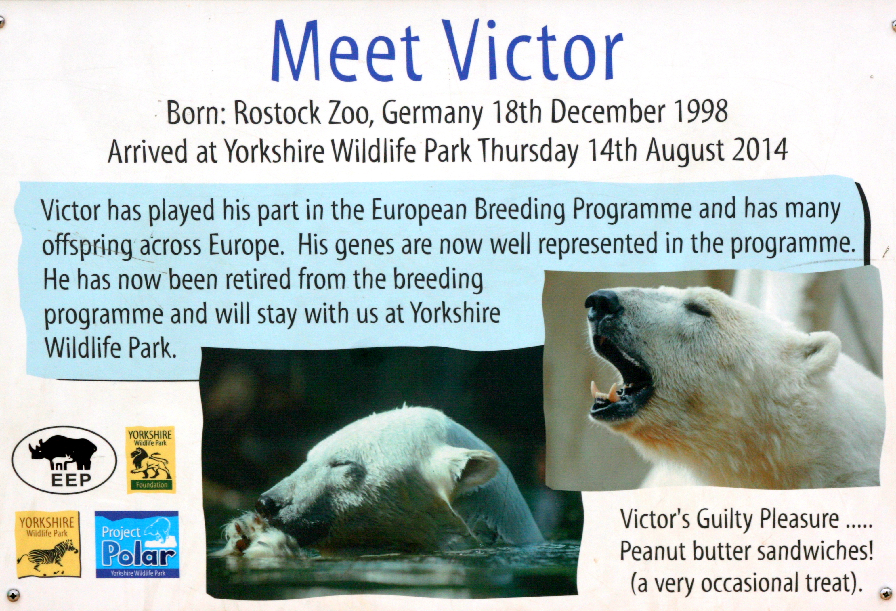 Polar Bear Sign 'Victor'; Yorkshire Wildlife Park; 19th August 2017